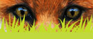Fox header image